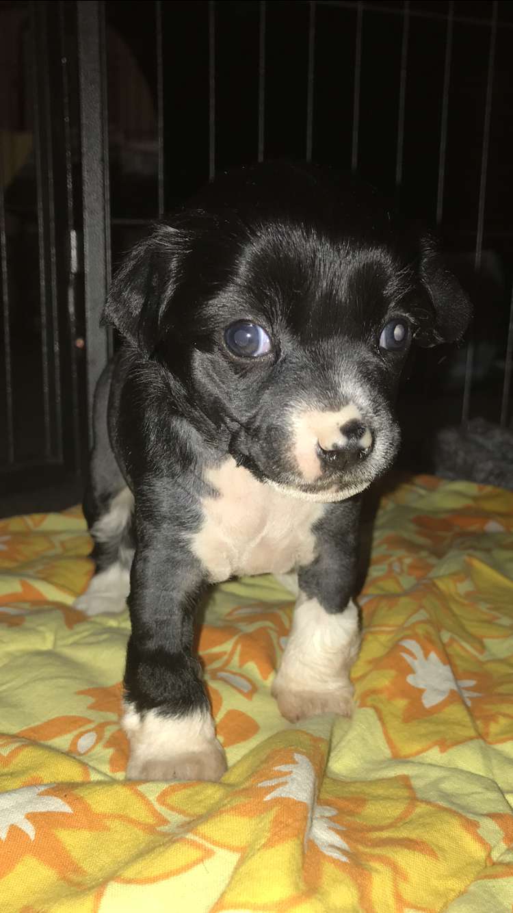 Hottie Tots Femme Fatale