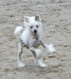 Give Me Bis Top Model De Rama