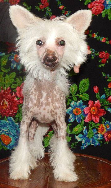 Yanemigos Energy Chisporroteya