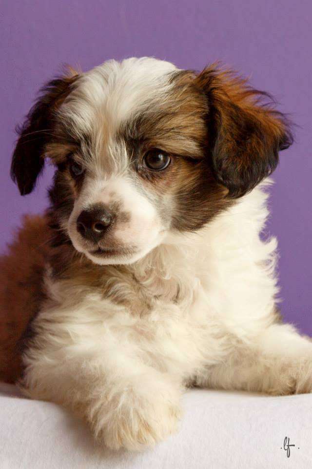 Pequin Mirrage Gaucho