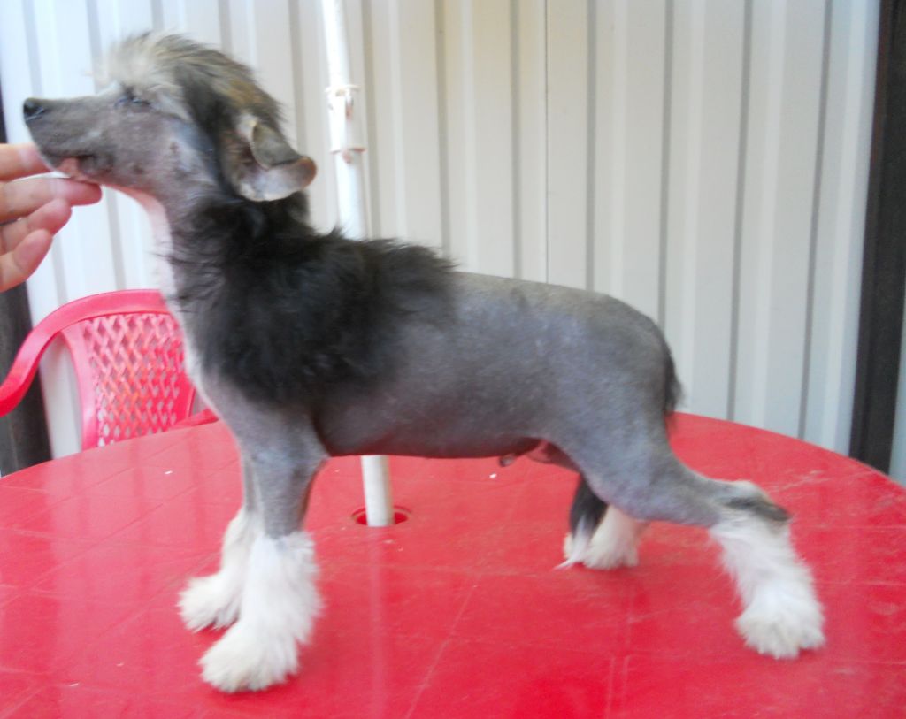 Fancy Style Rock & Roll