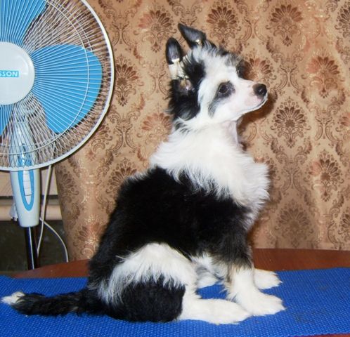 Solveig Goro Di Layla