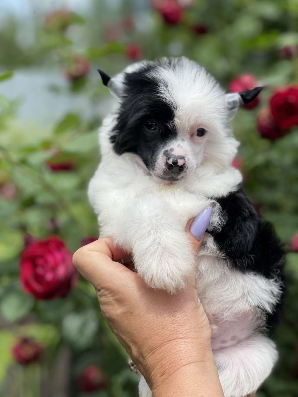 Cosmic Drive deFageiro