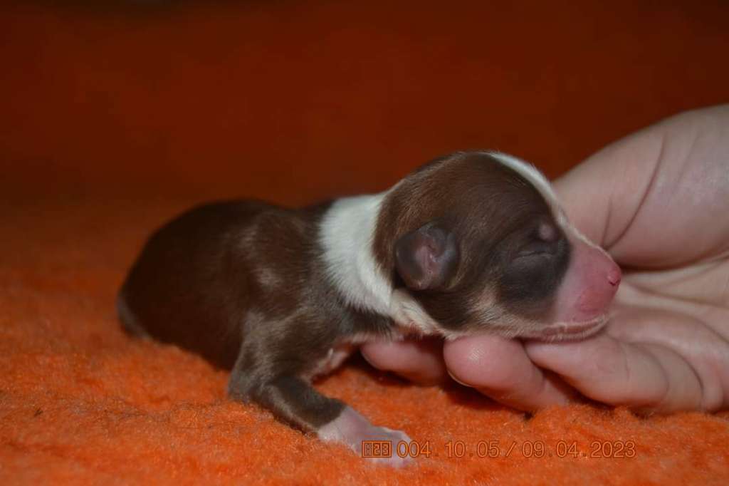 Luch's Black Guardian Bandai