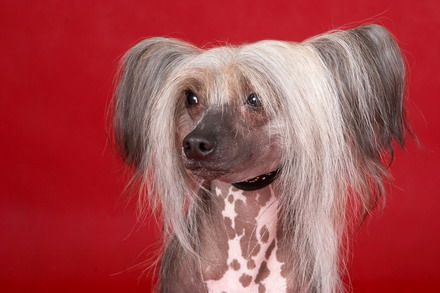 Razzmatazz Successful Way For Vivat Sunrise