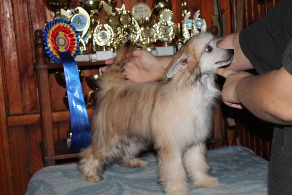 Islandia Molosos Gratzi