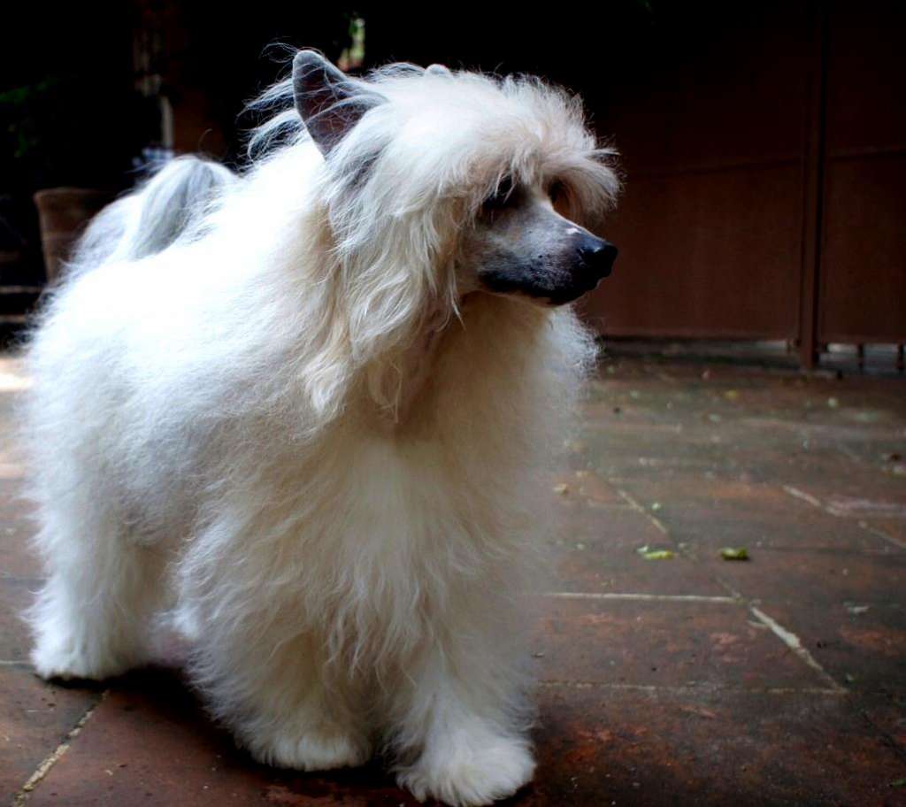 Golden Diamond Cresteds Beltonboy