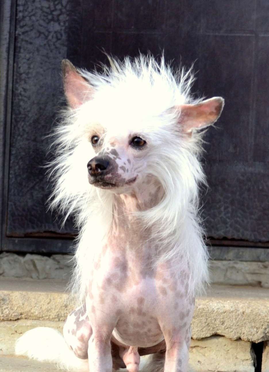 Lionel iz Sozvezdiya Khana