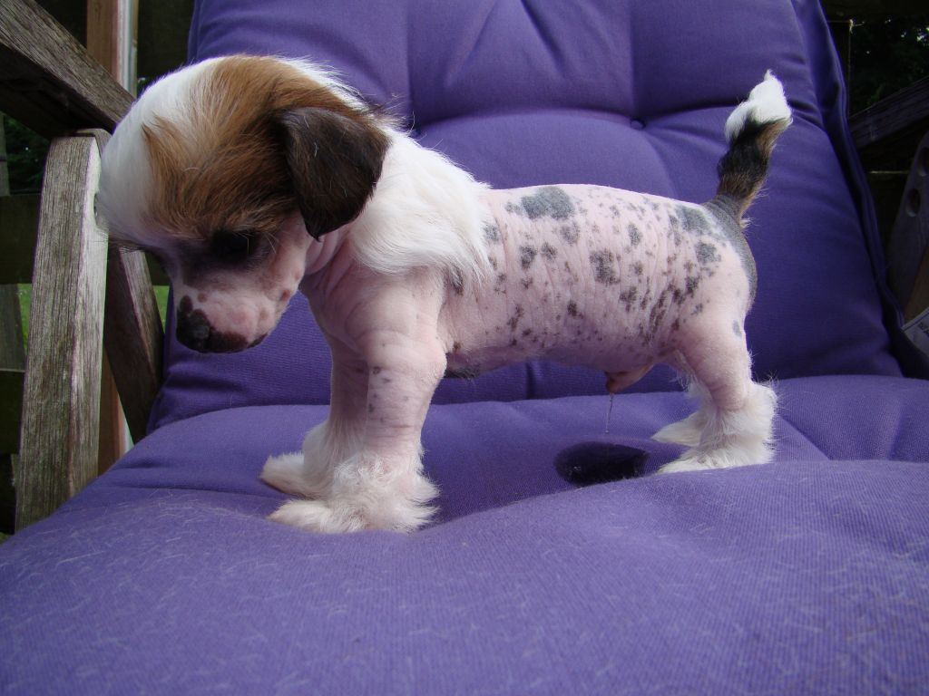 White Tipped Tails Waldorf