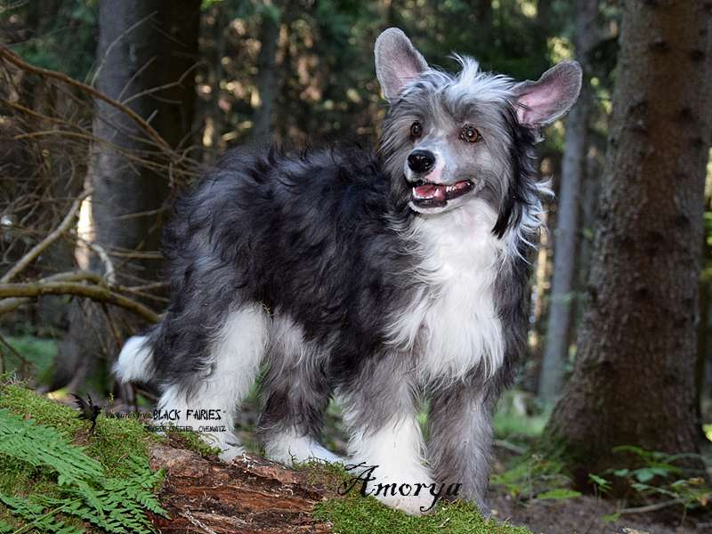 Amoria from *Black Fairies*