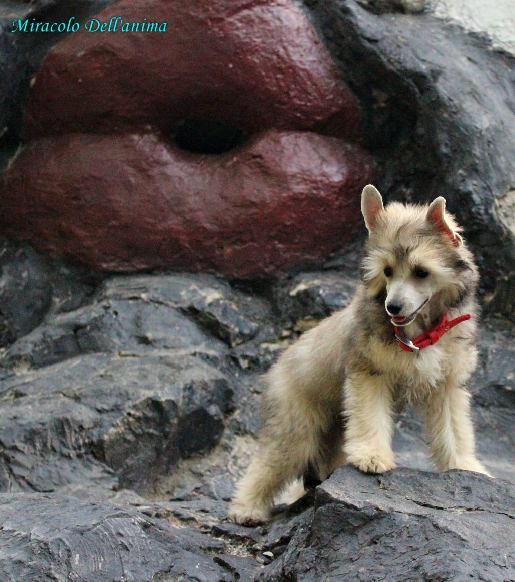 Zardak Cameron Miracolo Dell'anima