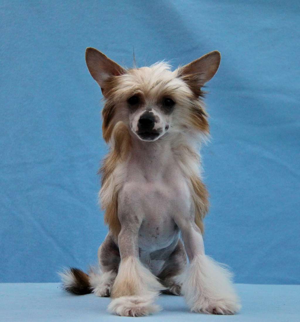 Zheneva-Debjut Be Heppy