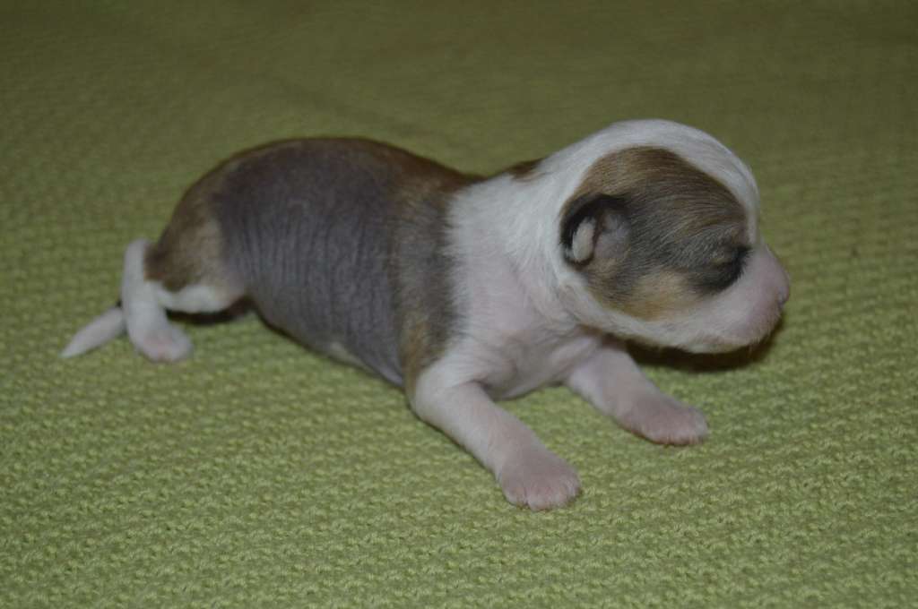 Pinky Twinky Wild Child