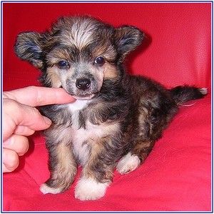 Cheryll Gulli Eve - Bler