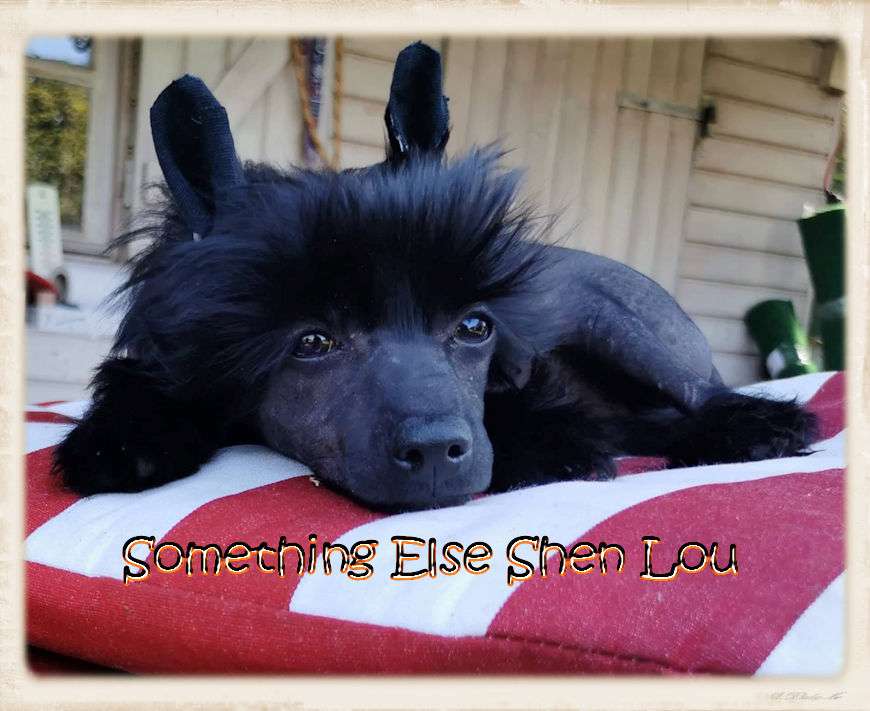 Something Else Shen Lou