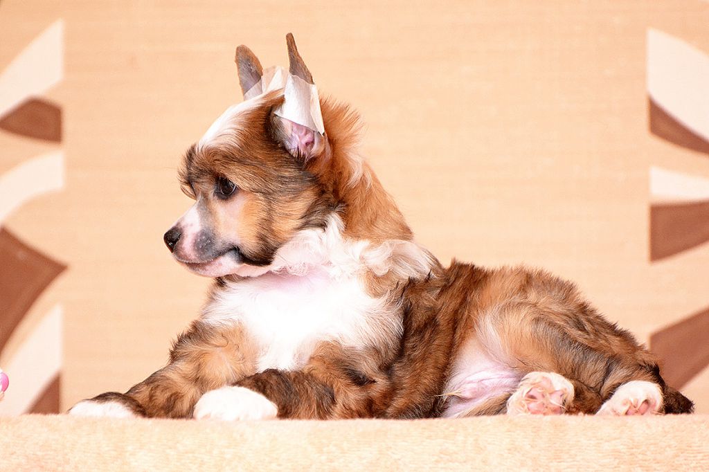 Zlato Dinastii Yanson