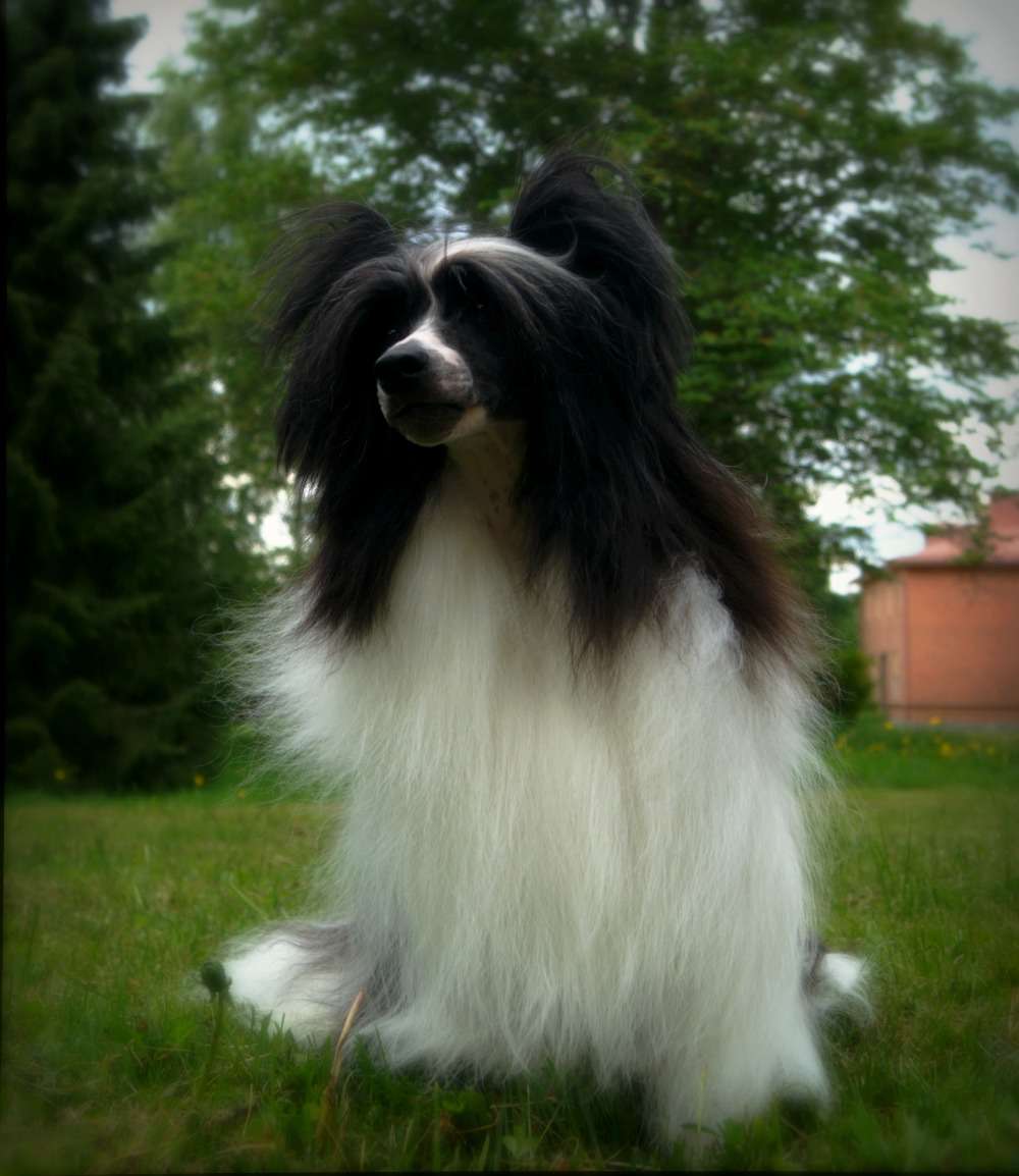 Tippytoes Feather In My Hat