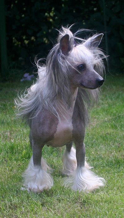 Lionheart Kopyright Kan-Kan