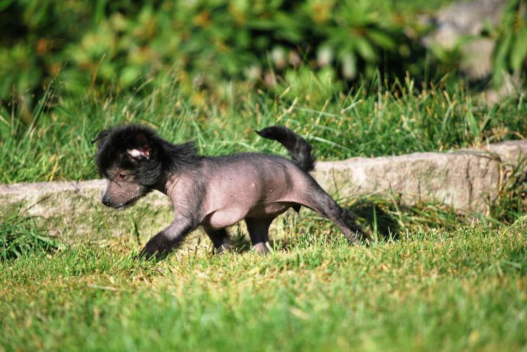 Kryddhundens Piri-Piri