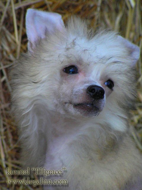 Elfgrace Chanita Berning Hart