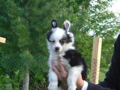 Chineseblues Bitch In Black