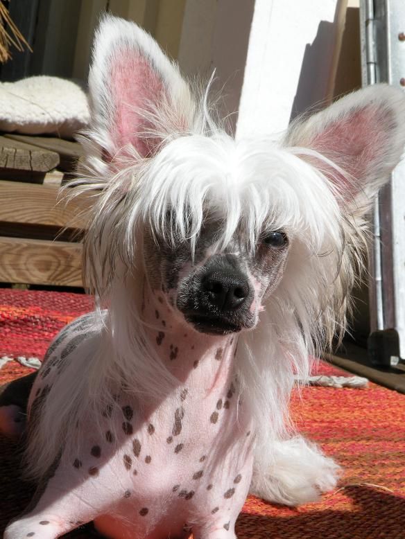 Chattanooga's Cheyenne