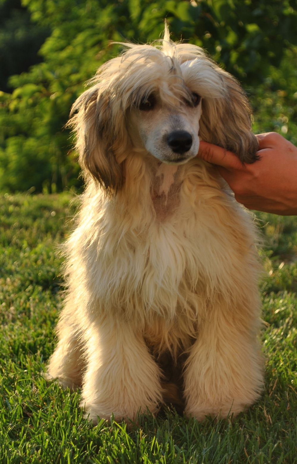 Stars at Sea Kangaroo