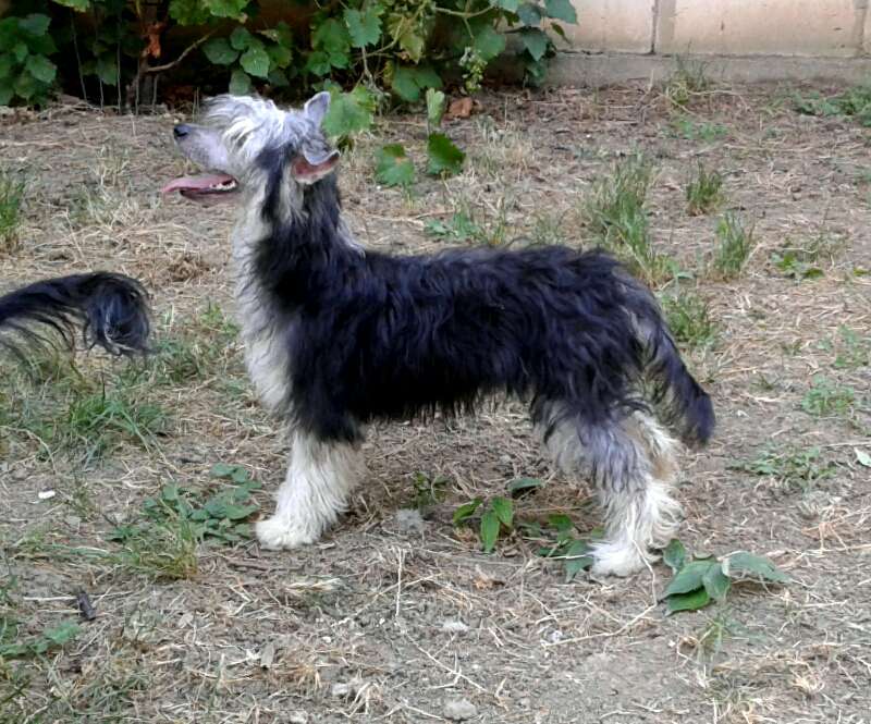 Geena Negrina Mali Zmaj