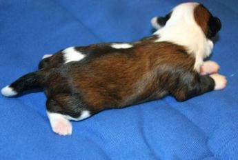 Basika's Albert Jarraud