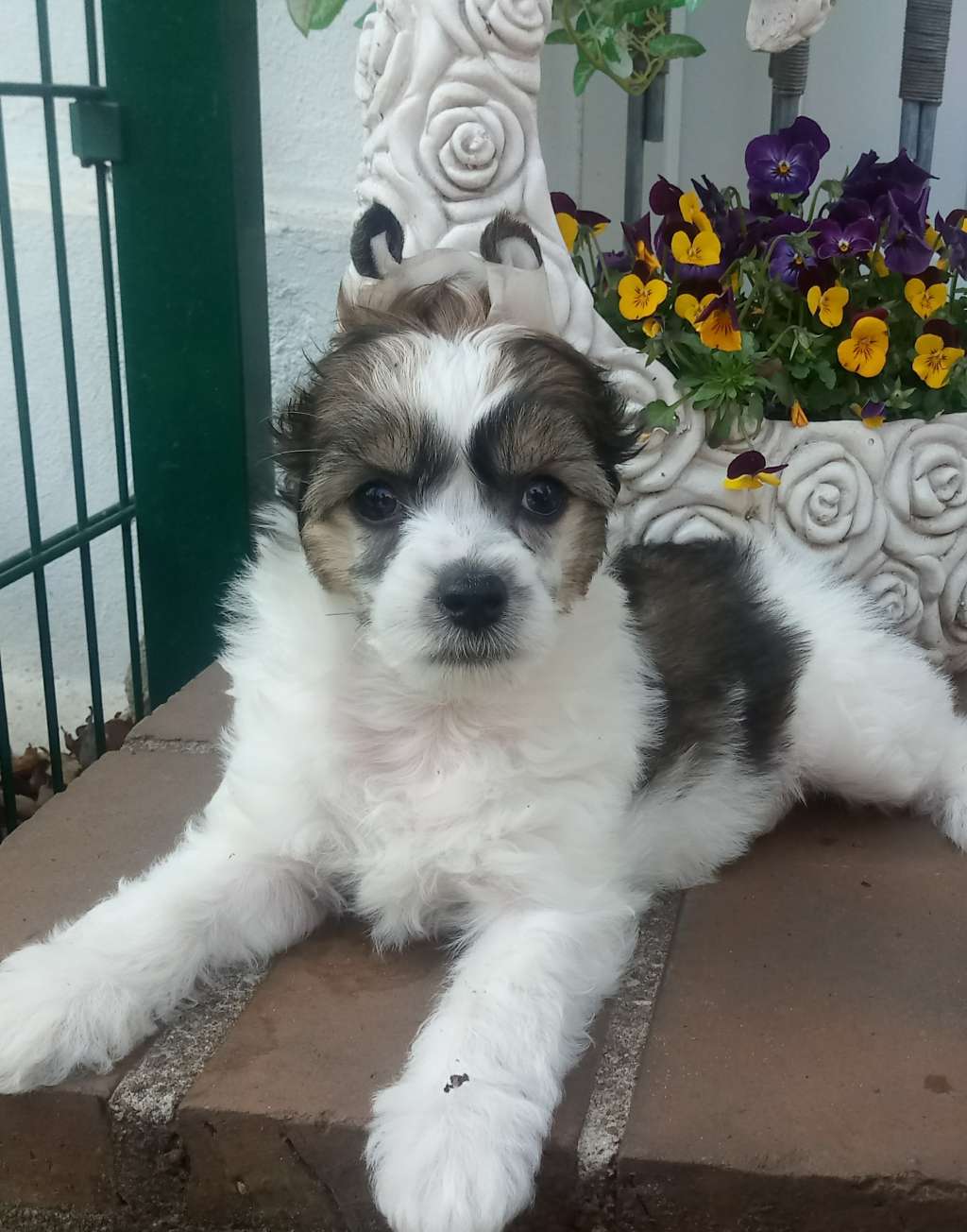 Jumping Jack of Candymoor Castle