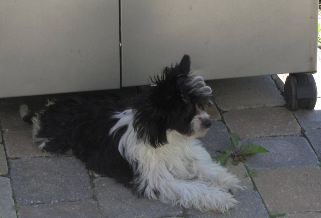 Nu Poil's Laurel Crown