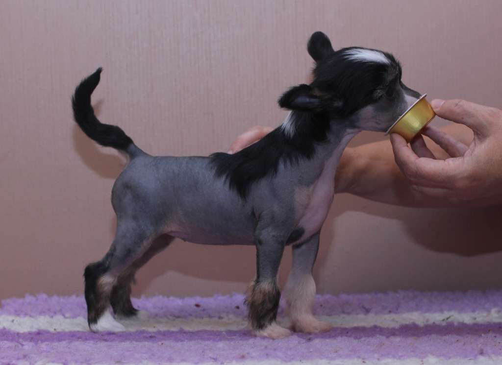 Artic Flyer's Believe It