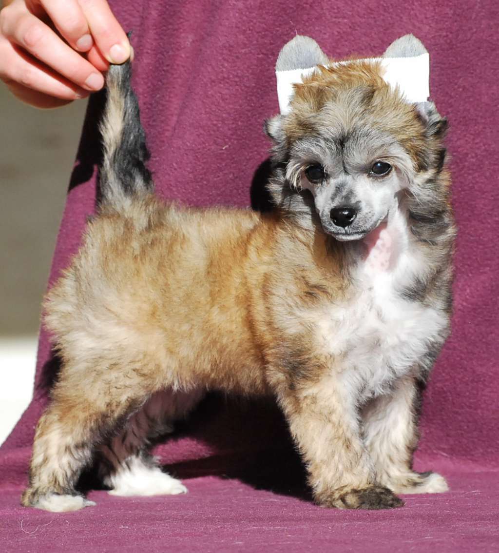 Little Dog Of Dream Jodie Foster