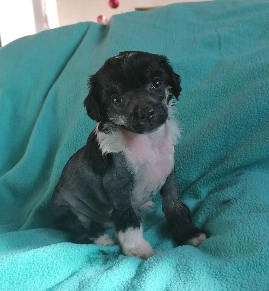 Be My Dog's Ora Basta