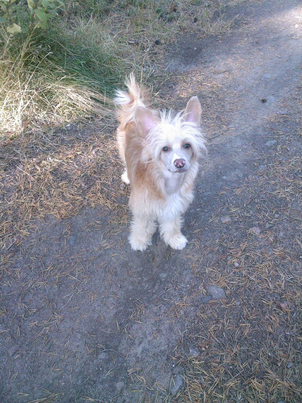 Stormcrest Thunderball