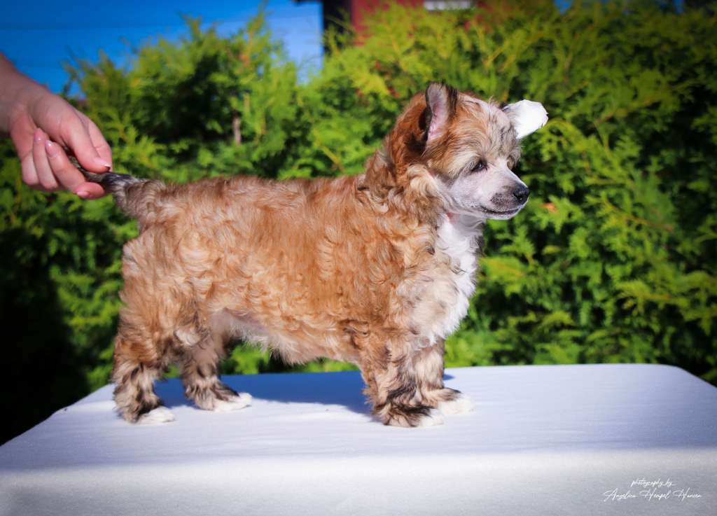 Classic Beauty Banned In Hollywood