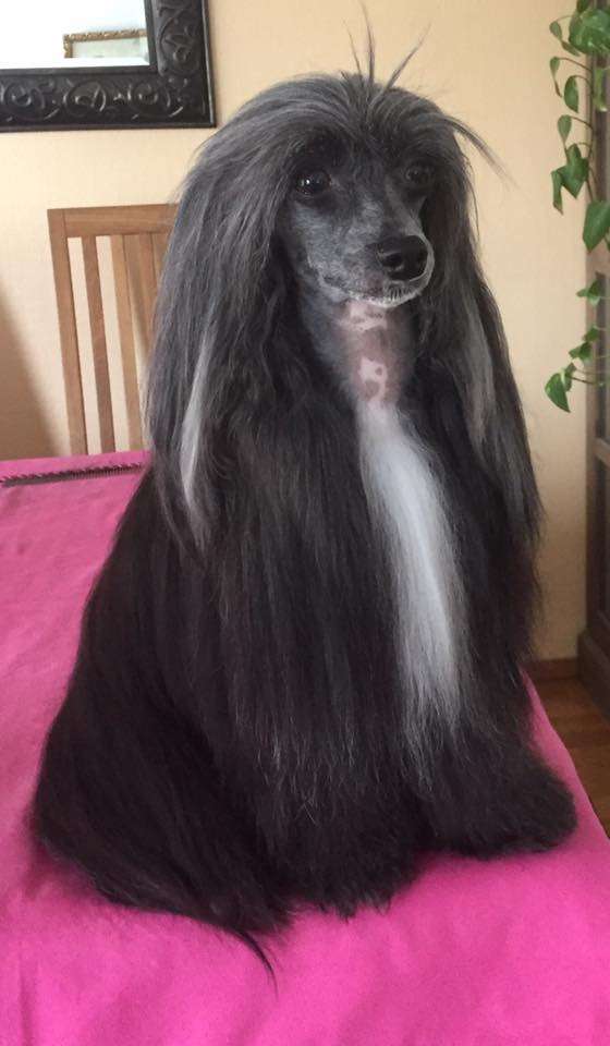 Cha-Cha-Cha De Gabritho