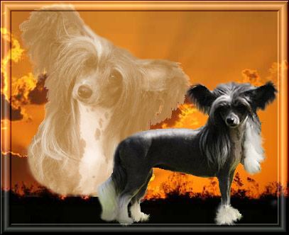 Untouchable's Fame And Fortune