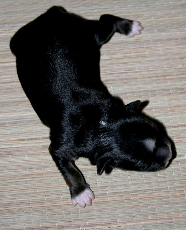 Picture