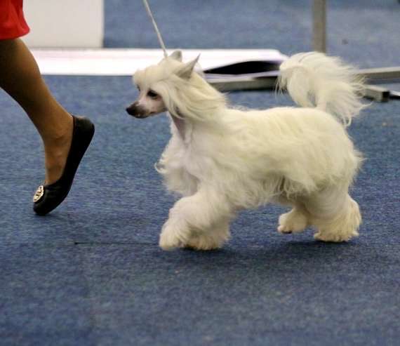 Magnus Staff Zelma at Solinos