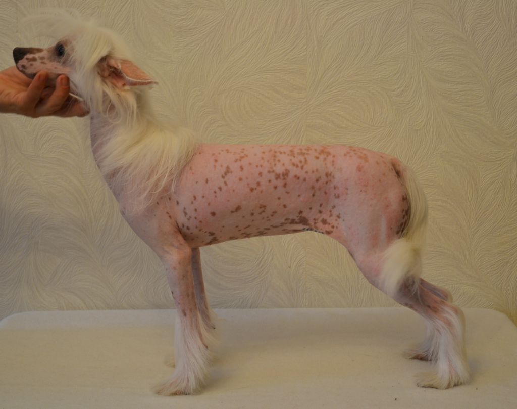 Gollend O'La La Milashka