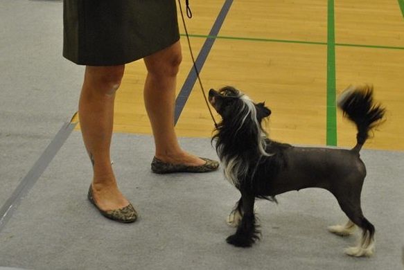 Queen Belle von Shinbashi