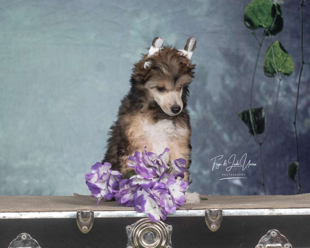 Halostar?s shine on Modori