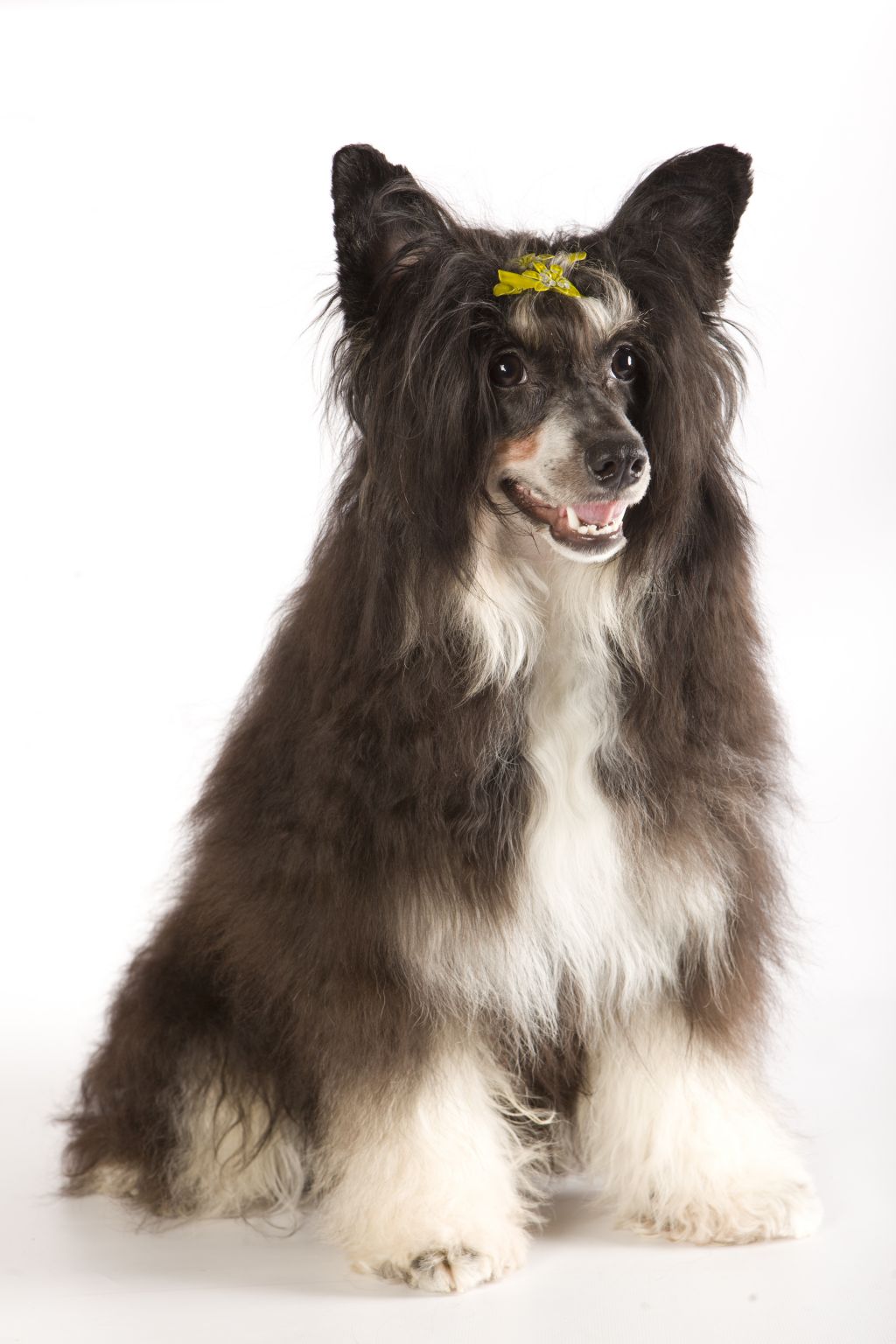 Magnet Success Beauty Girl