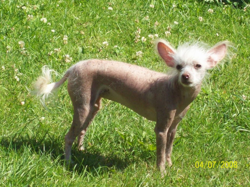 Debless One's Yingtang-Qi