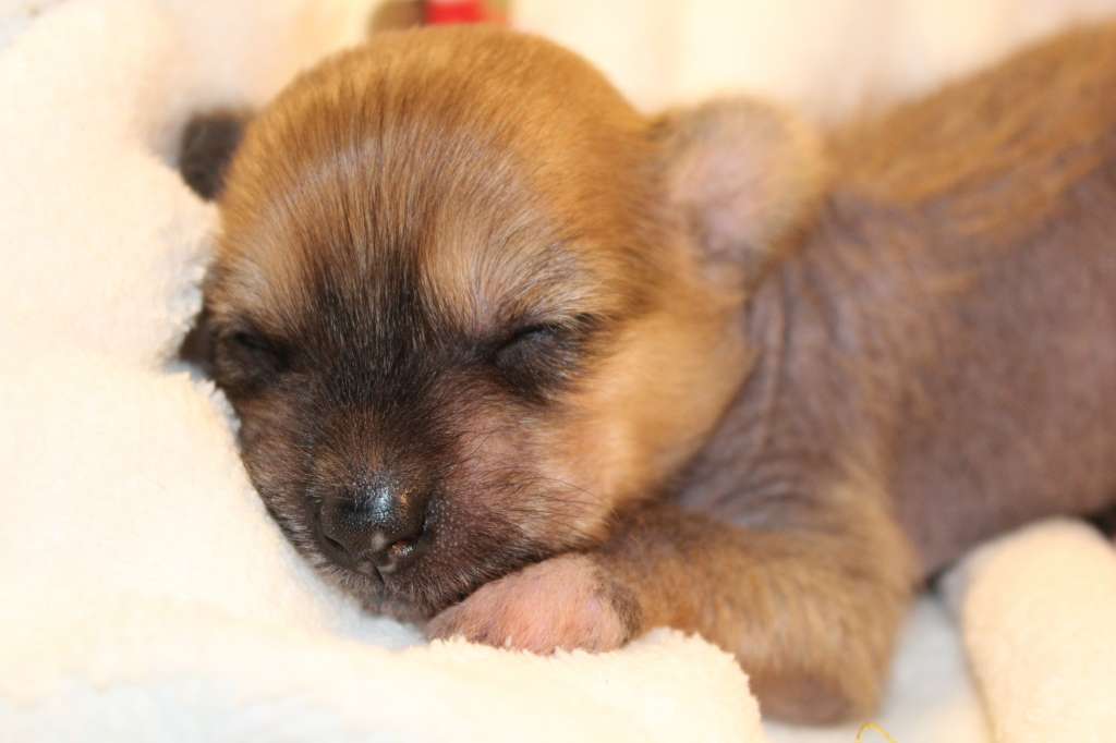 Dilys iL Senso Della Mia Vita