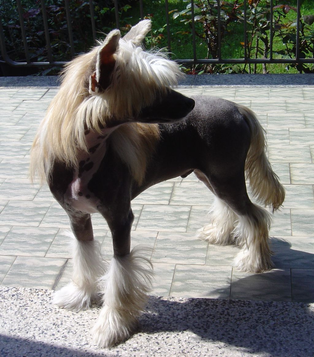 Lady Ml Chackie Chen