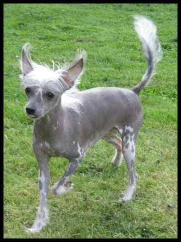 Utopia Alexa Lachesis