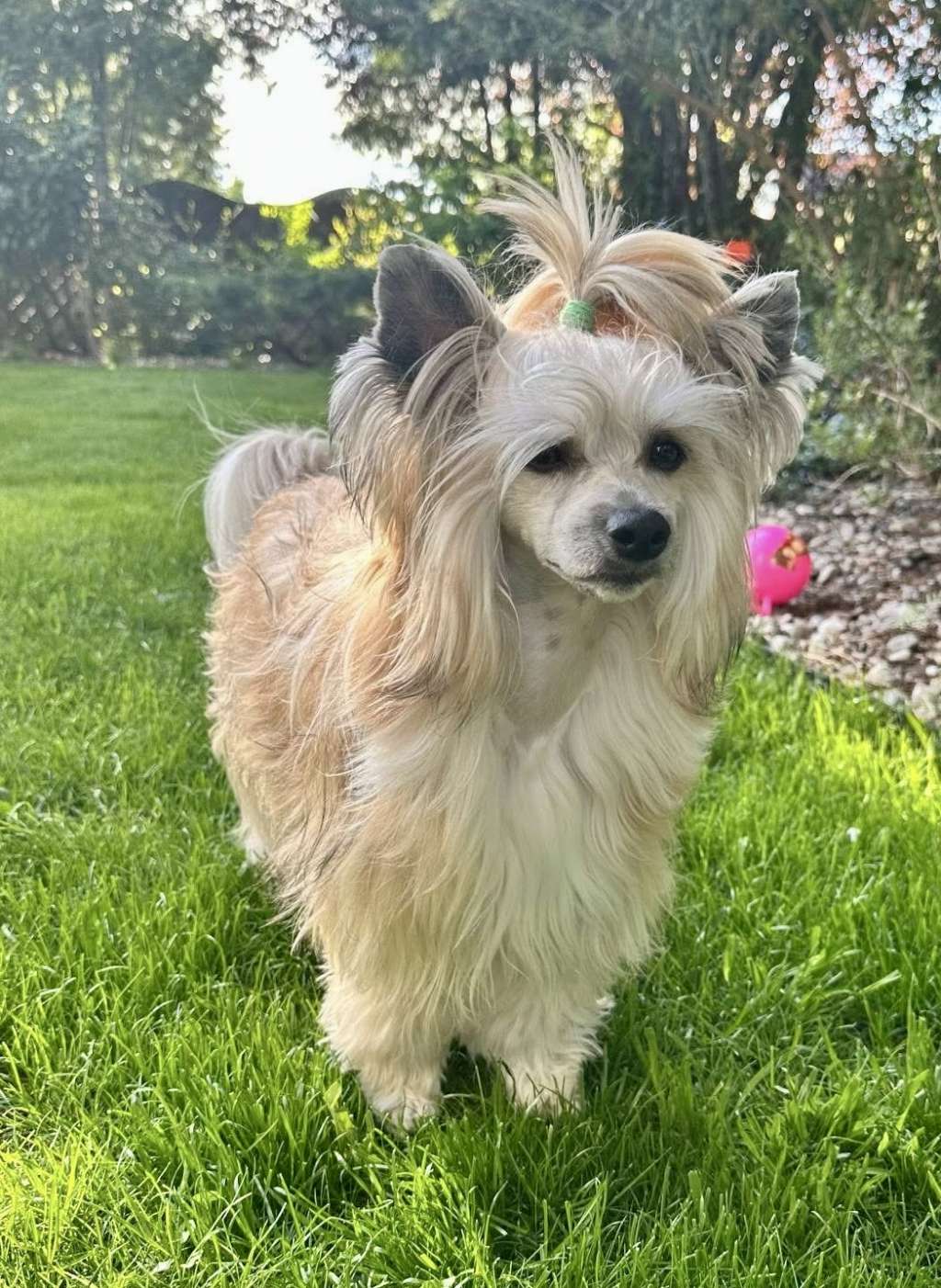 Lucas Insolite Familier