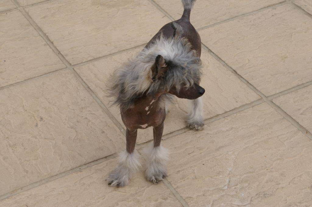 Leibwache Pretty Boy Floyd